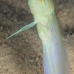 jawfish_yellowhead_bw_wc_v_0297_tci1218.jpg